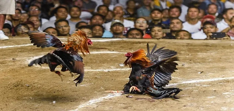 Đá Gà FUN88: Trải Nghiệm Giải Trí Đỉnh Cao Cho Người Đam Mê